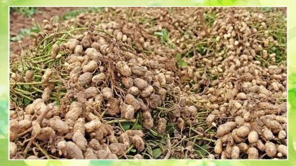 Cultivarea alunelor de pământ (Arachis hypogaea) este o idee de afacere cu profi