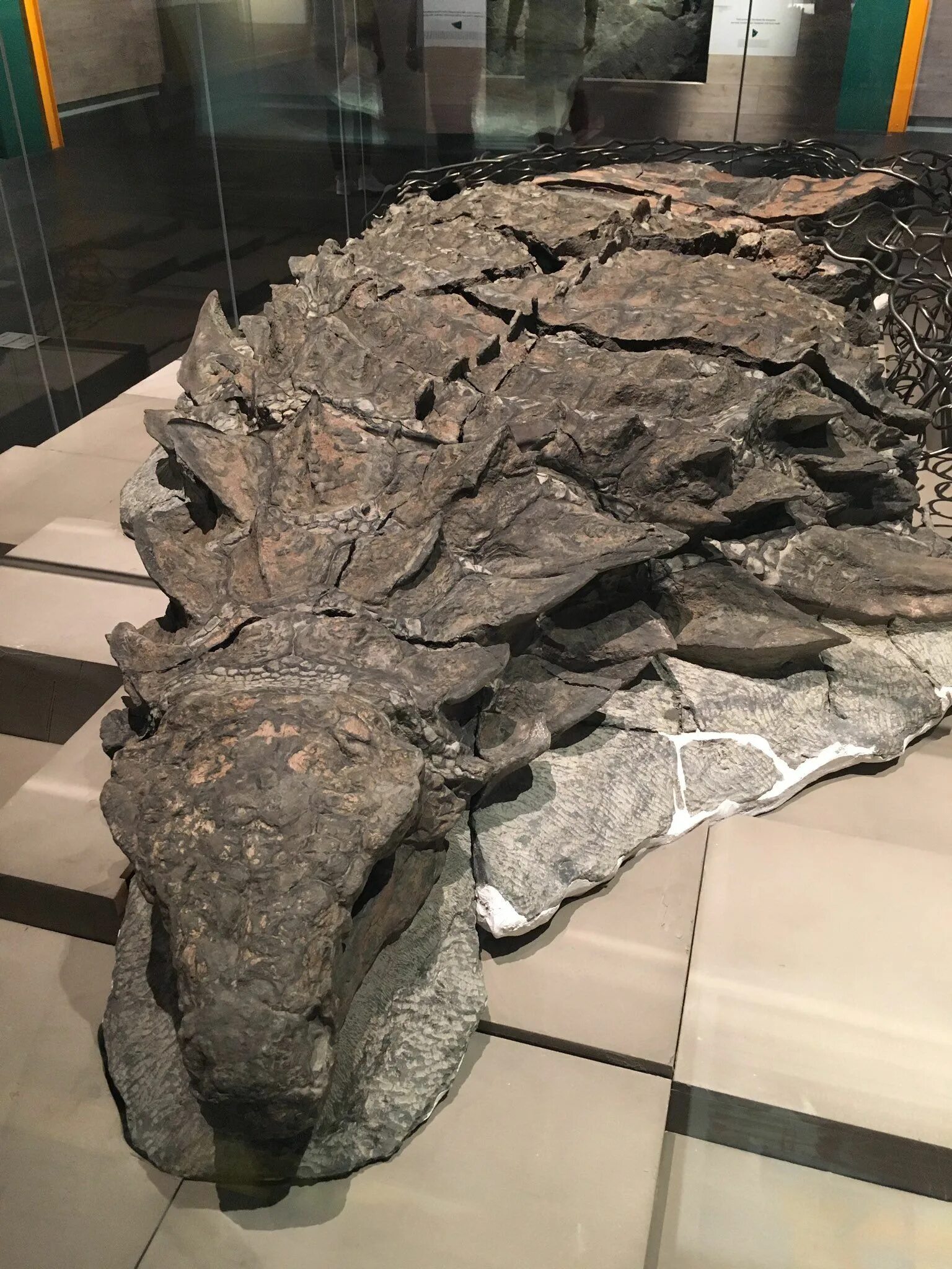 Анкилозавр окаменелость. Мумия Анкилозавра.