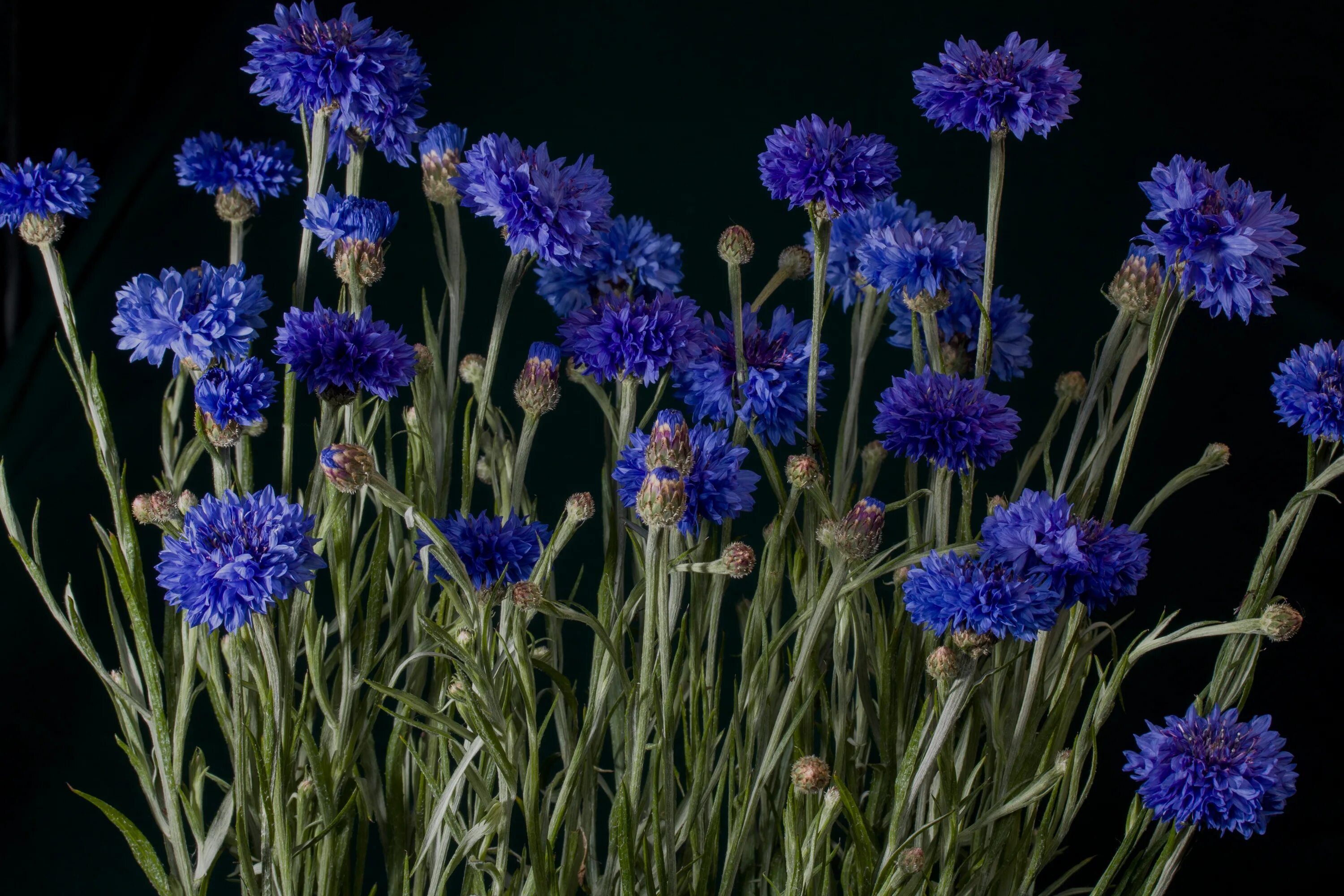 Васильки 15. Василек синий Корнфловер. Василек синий (Centaurea cyanus). Василек гребенчатый. Василек полевой.