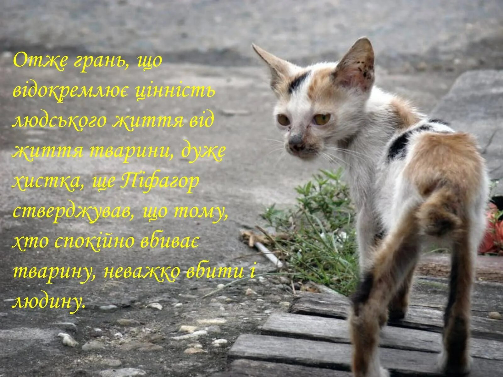 Кидать животных