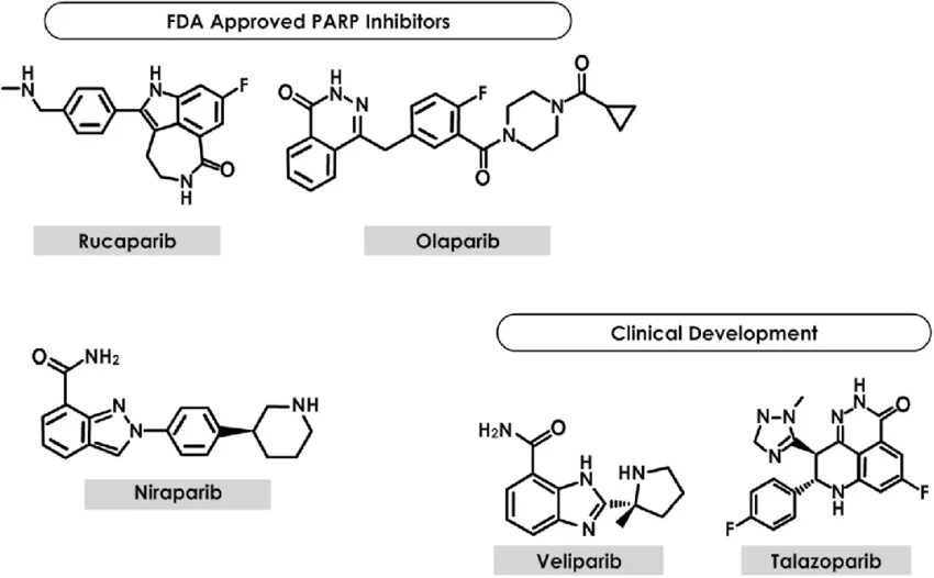 Парп ингибиторы. PARP олапариб. Imatinib structure. Bi-2852 inhibitor. Ингибиторы рака