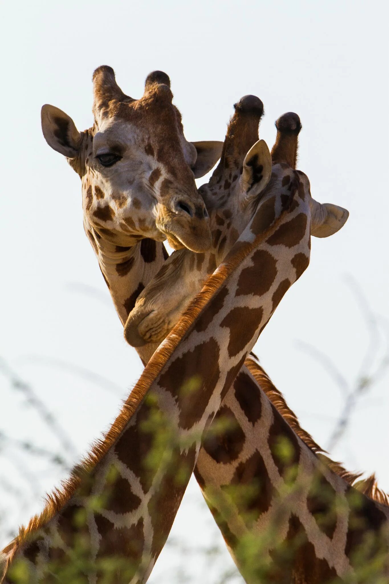 Жирафики обнимаются. Два жирафа. Влюбленные жирафы. Два жирафа. Пара жирафов.