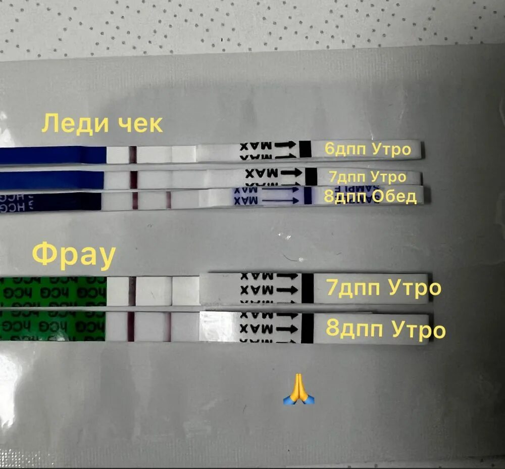 Криоперенос 5 дневных. Тесты после криопереноса. 10 11 12 ДПП коричневые прожилки. Когда делать тест после криопереноса.