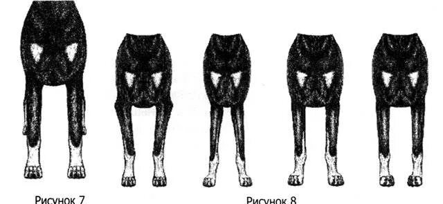 Размет передних конечностей у собак. Размет лап у добермана. Размет лап у собак передние конечности. Размет передних конечностей у щенка.