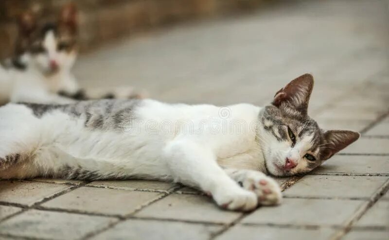 Грязная белая кошка. Котенок лежит на боку. Одинокая худая кошка. Светлая кошка лежит. Случайный котик