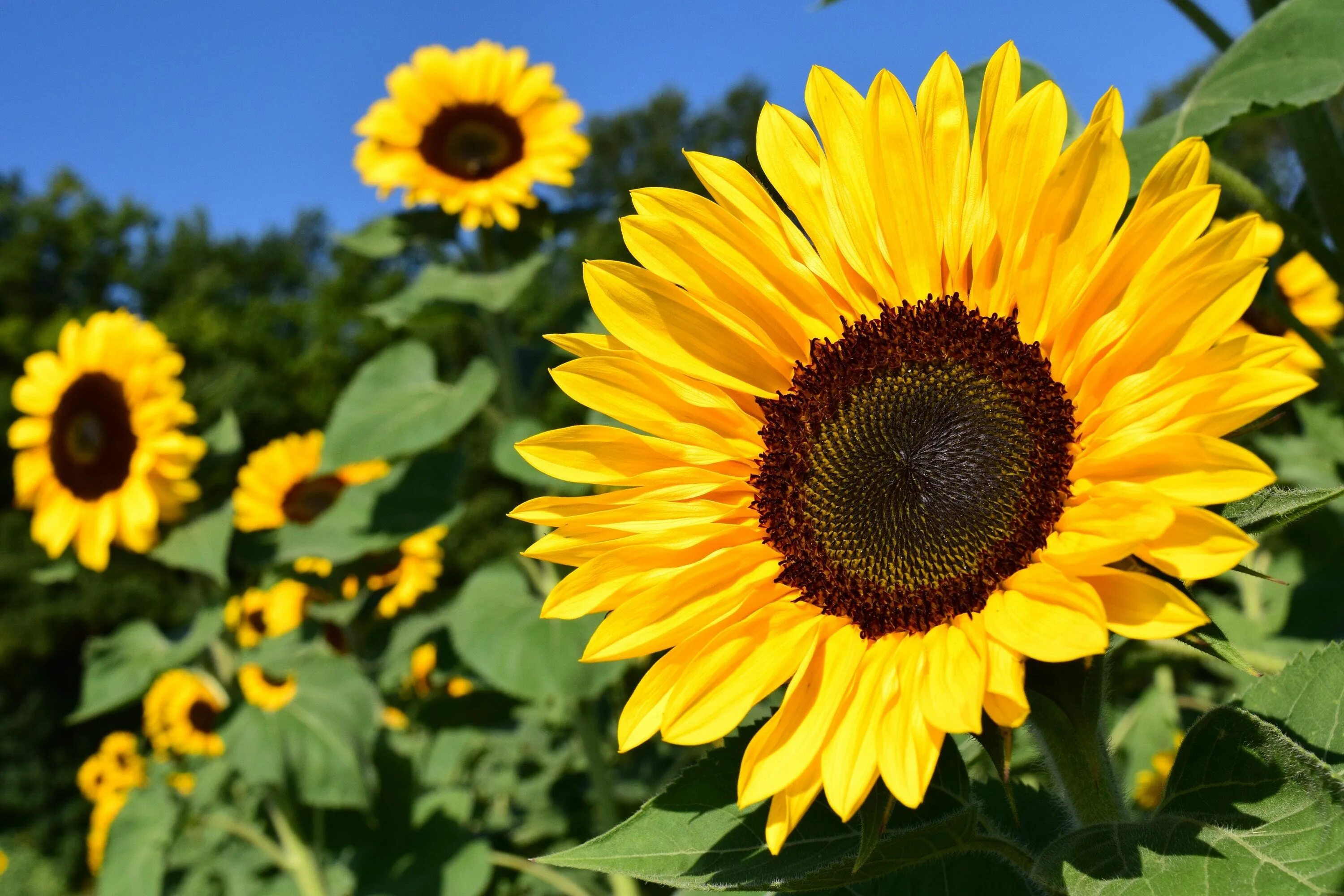 Beautiful Summer Sunflower, Counted Cross Stitch Pattern, Instant PDF Download -