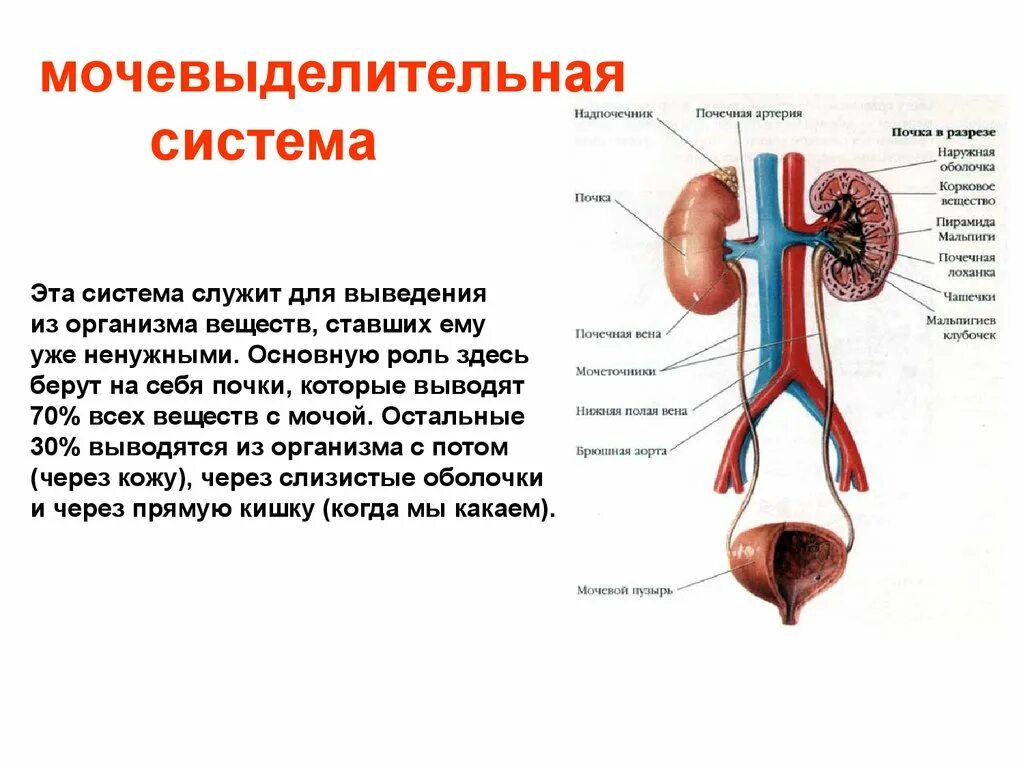 Каковы функции почек. Мочевыделительная система анатомия человека схема. Кратко анатомия мочевыделительной мочевыделительная система. Строение выделительной системы человека схема. Строение и функции почек мочевыделительной системы.