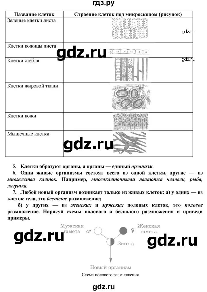 Биология 8 класс 28 параграф