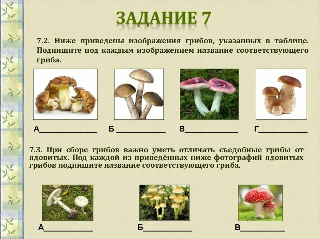 Царство грибы 3 класс рабочий лист. Задания грибы биология. Задания грибы биология. Грибы биология 5 класс задание. Задания грибы биология.