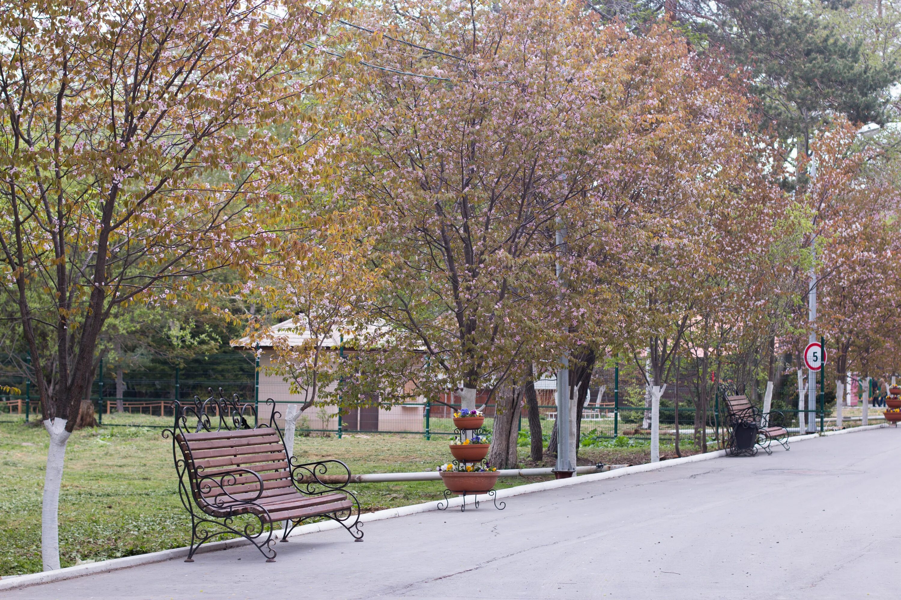 Сады южно сахалинска. Детский сад 55 южно-сахалинск. Южно-сахалинск аллея сакуры. Аллея сакуры в южно-сахалинске парк. Сады южно сахалинска.