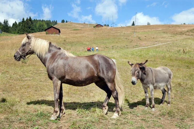 Ослик и конь. Horse donkey. Horse donkey. Осел. Horse donkey.