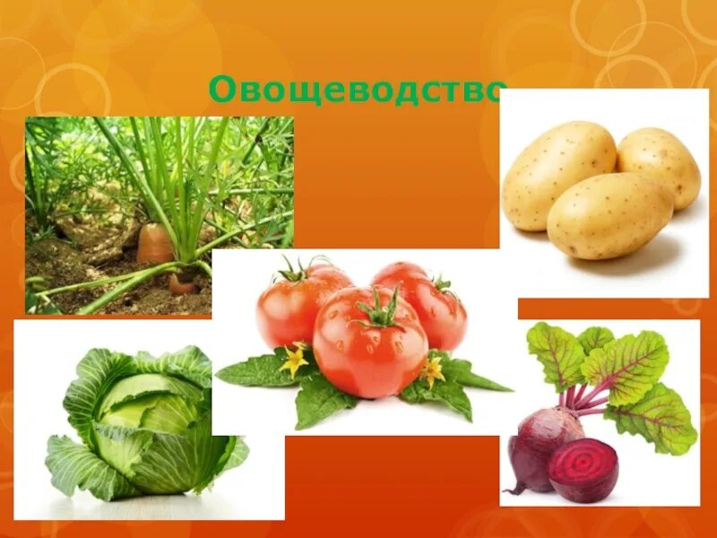 Слайд полеводство. Растениеводство 3 класс презентация. Растениеводство в нашем крае. Растениеводство 4 класс окружающий мир. Растениеводство нашего края окружающий мир.