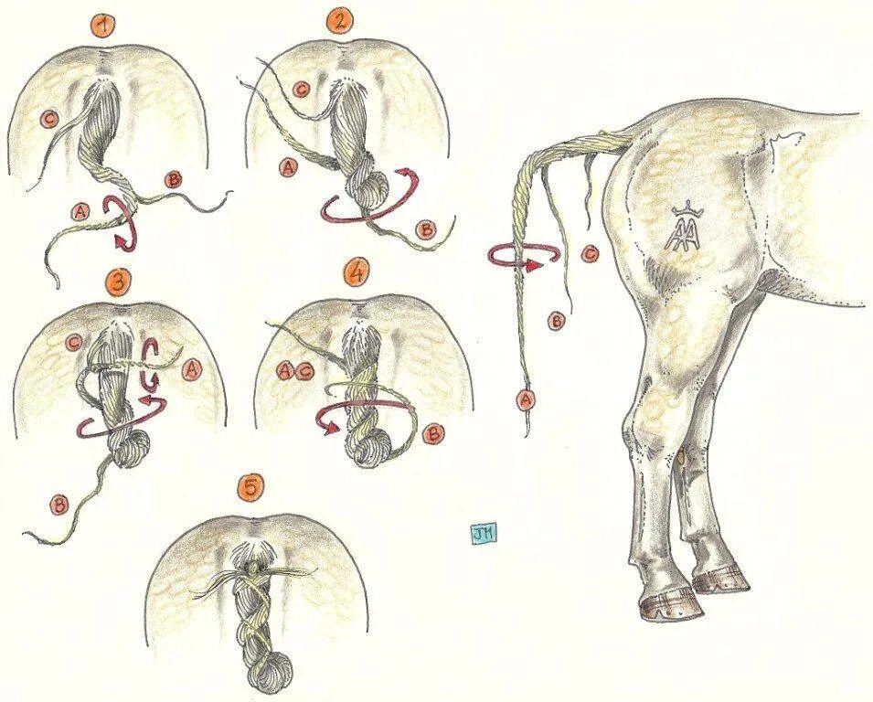 Обряд женщина в коне. Кастрация лошадей Жеребцов. Хвост лошади.