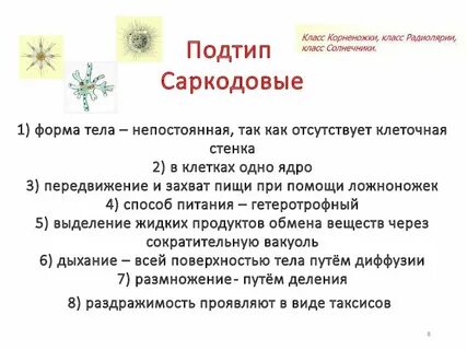 Общая характеристика одноклеточных корненожки 7 класс биология