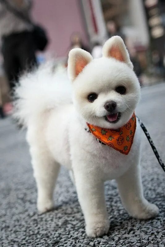 Как выглядят домашние собаки 5D DIY Diamond Painting Autumn Leaves Dog Diamond Embroidery Animal Cross Stitch