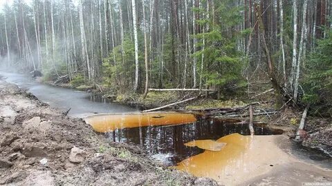 Погода на мшинской на 14 дней