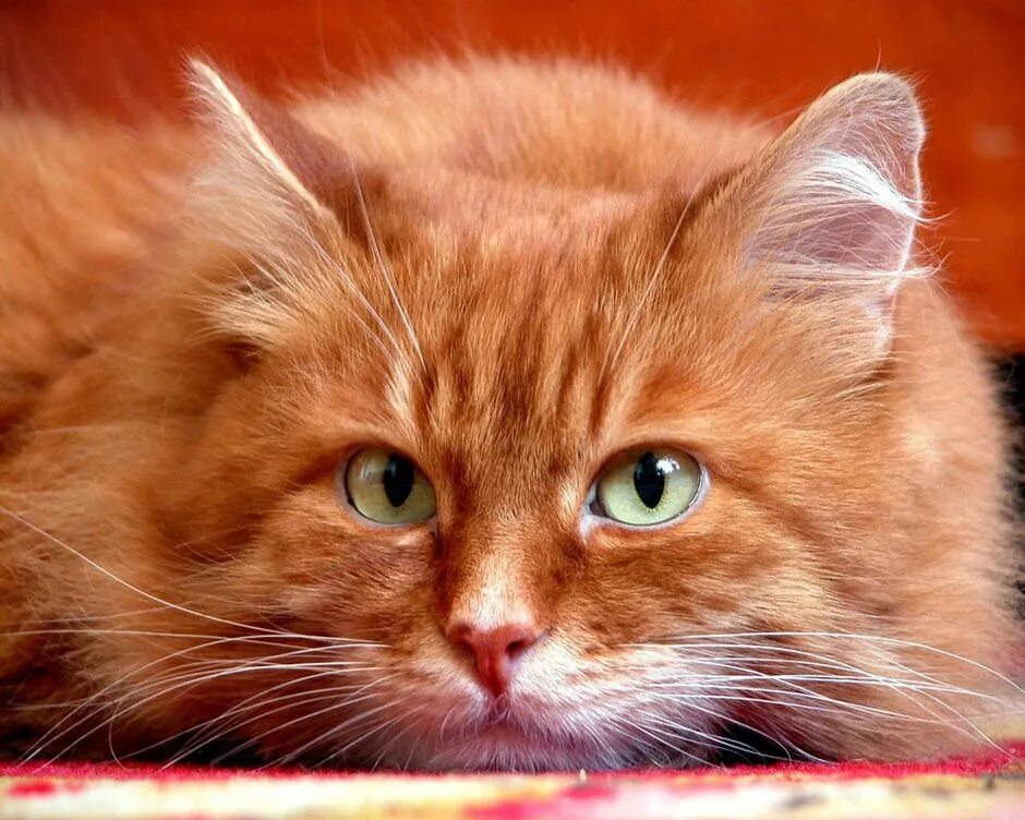 Что такое рыжий кот. Рыжий кот. рыжая кошка. рыжий котик. рыжая крошка.