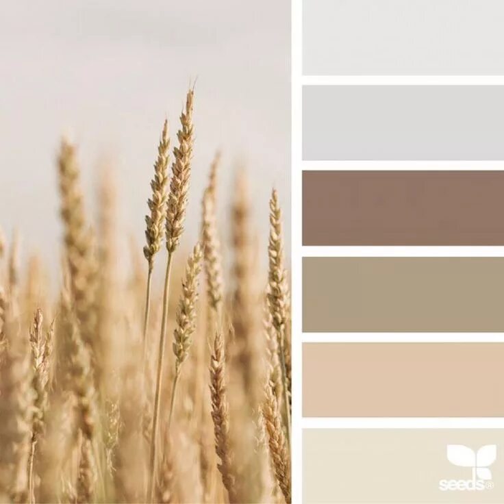Бежевый цвет в интерьере: сочетание цветов Legko.com Seeds color, Design seeds c
