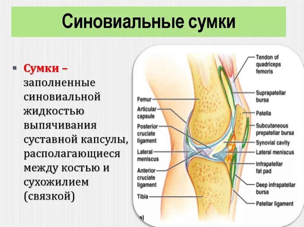 Собирается жидкость в суставах. Синовиальная жидкость коленный сустав строение. Синовиальные сумки коленного сустава анатомия. Синовиальные сумки колена анатомия. Бурсы коленного сустава анатомия.