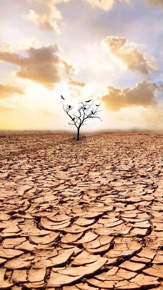 Тема засуха. Засуха. Опустынивание. Опустынивание планеты. Природные бедствия засухи.