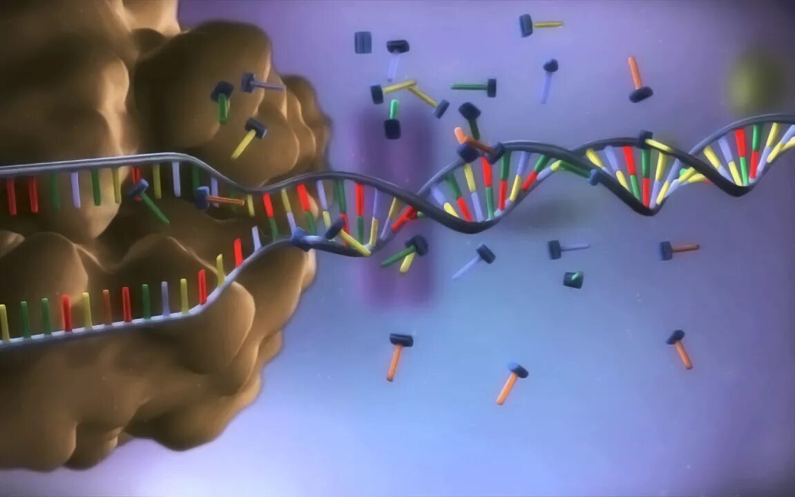 Репликация ДНК 3д. Биосинтез белка 3д. Биосинтез белка репликация. Репликация ДНК 3д модель.