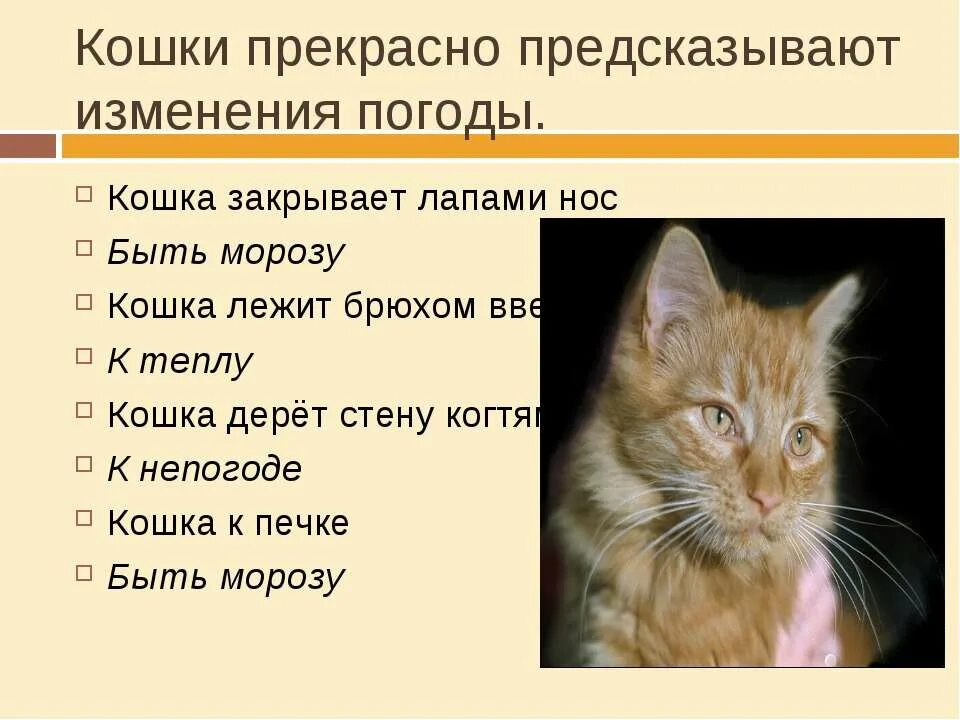 Год кота приметы. Приметы про кота. кошки предсказывают погоду. приметы о котах и кошках. приметы и поведение кошек.