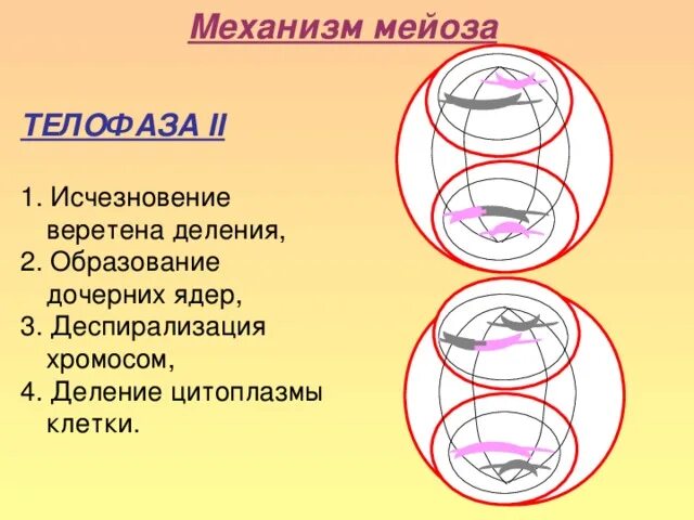 Мейоз рисунок
