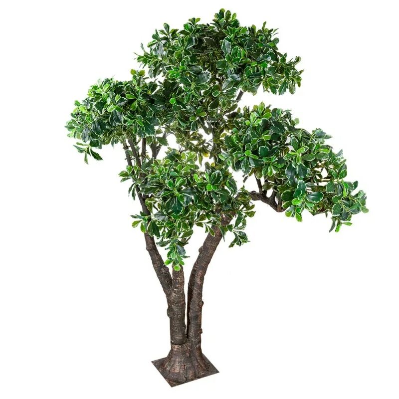 Фикус дерево. Дерево искусственное "фикус". Фикус деревце. Австралийский фикус комнатный дерево.