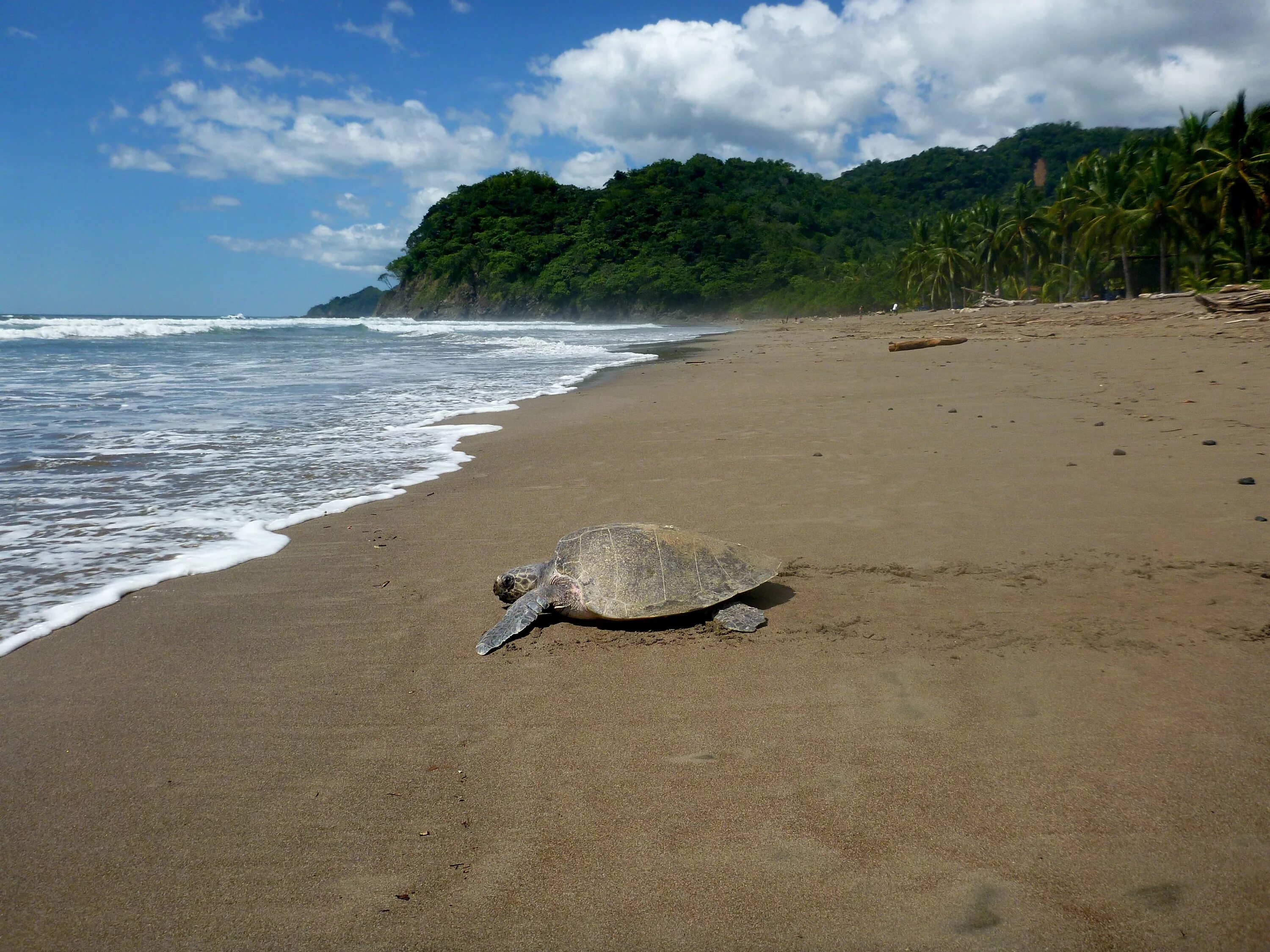 Черепаший пляж. Коста рика остров черепаший. коста рика черепахи. sea turtle коста рика. черепаший берег коста-рики.