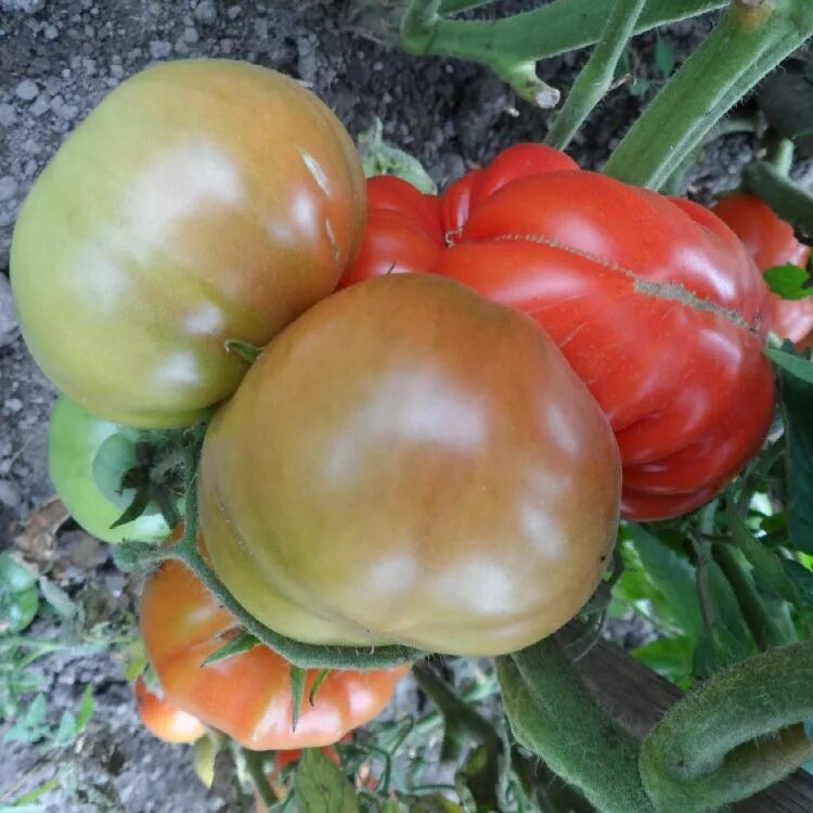 томаты чемпион описание. томат эм-чемпион описание. томат эм чемпион сиб сад. пудовик томат описание. томаты чемпион описание.