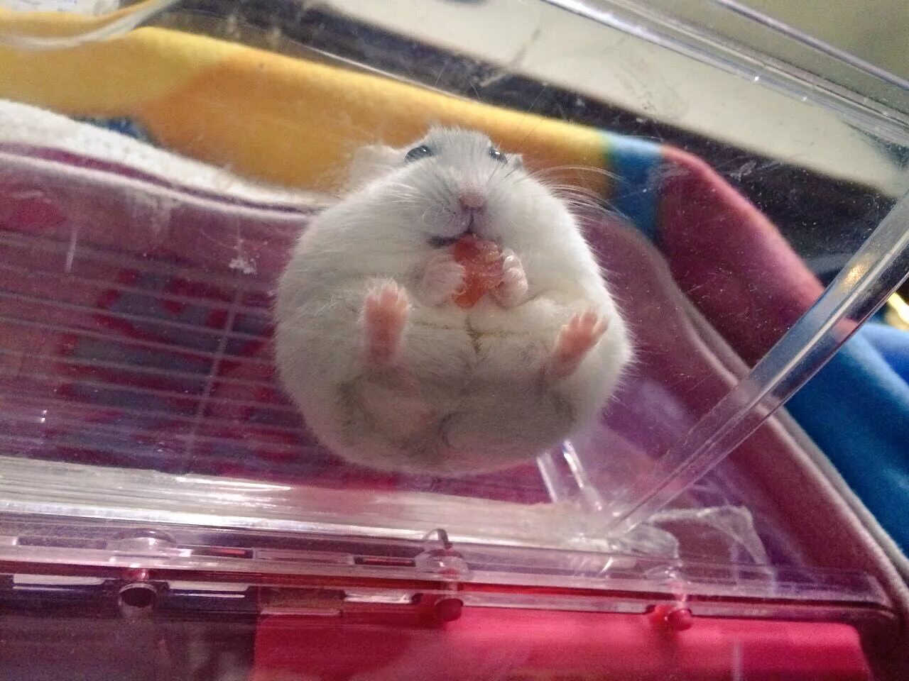 Sad hamster violin hamster. Милые хомячки. Смешные хомяки. Миленький хомячок. Хомячки милашки.