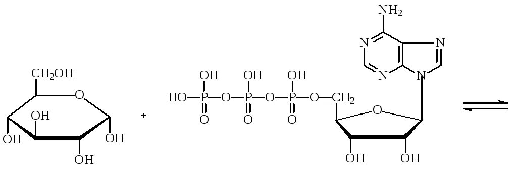 Атф глюкоза адф. Глюкоза АТФ глюкозо-6-фосфат. АДФ Глюкоза. Глюкоза + АТФ. Глюкоза плюс АТФ.