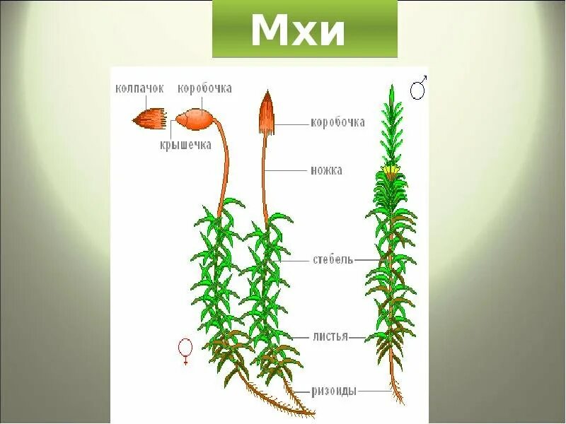 Органы строение мха. Строение мхов схема. Строение кукушкиного льна 5 класс биология. Сфагнумлен строение. Кукушкин мох и мох сфагнум.