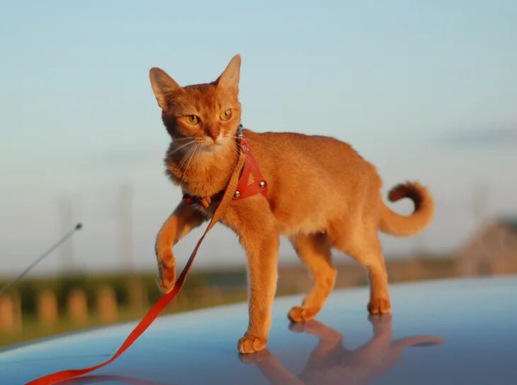 писатель с кошкой. каты жж. Kati rán. расчлененка кошки фото. каты жж.