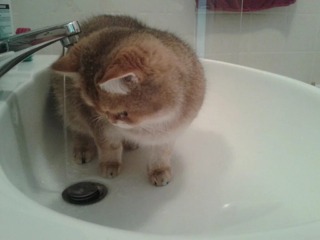 Животные живущие без воды. Сколько кошка может прожить без воды. Сколько живут кошки без еды и воды. Сколько кошка может прожить без еды и воды на улице.