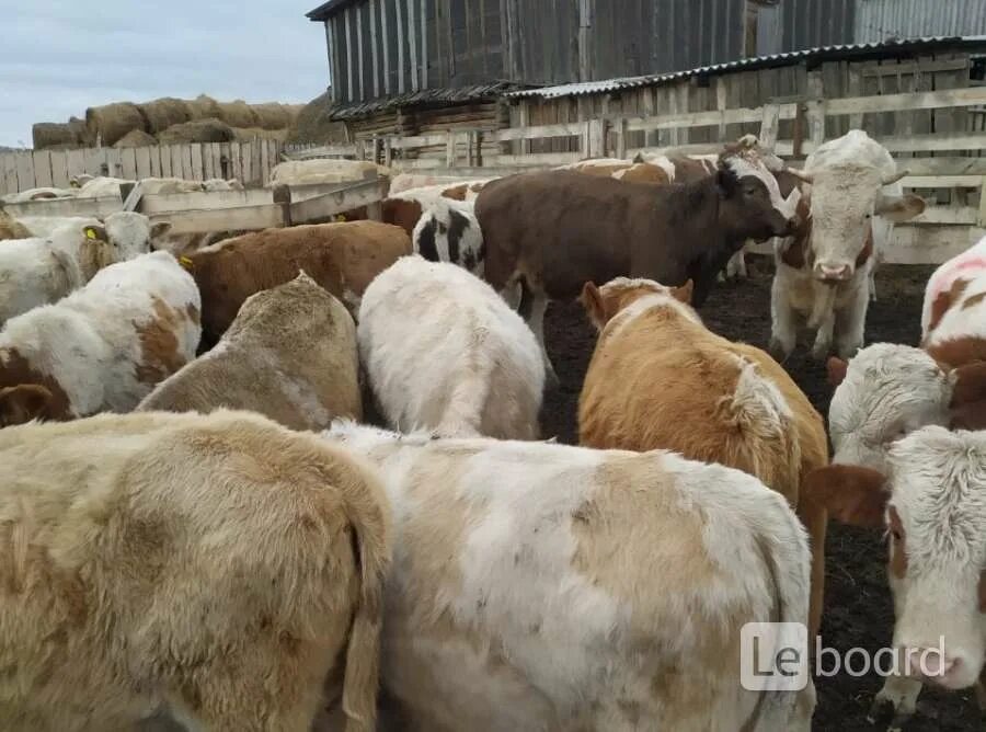 Башкирия бычка. Башкирия бычки. бычки на продажу. башкирские бычки л. красный бычок из башкирии породы.