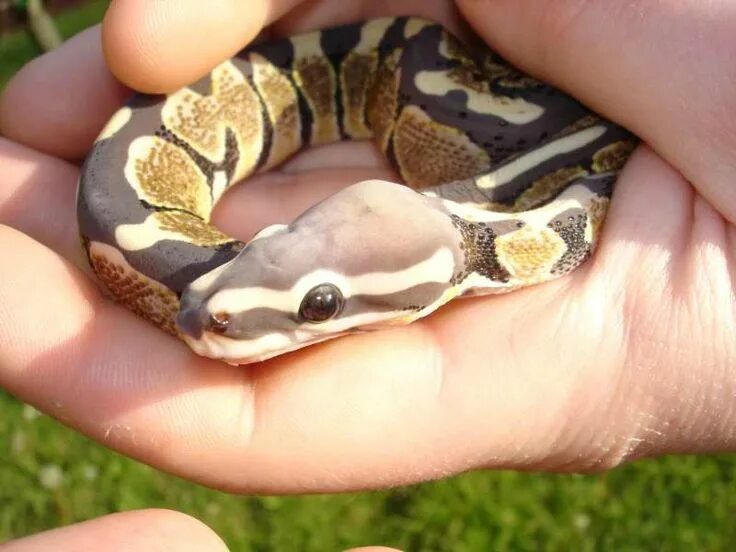 Змея без чешуи. Королевский питон scaleless. королевский питон без чешуи. scaleless python ball.