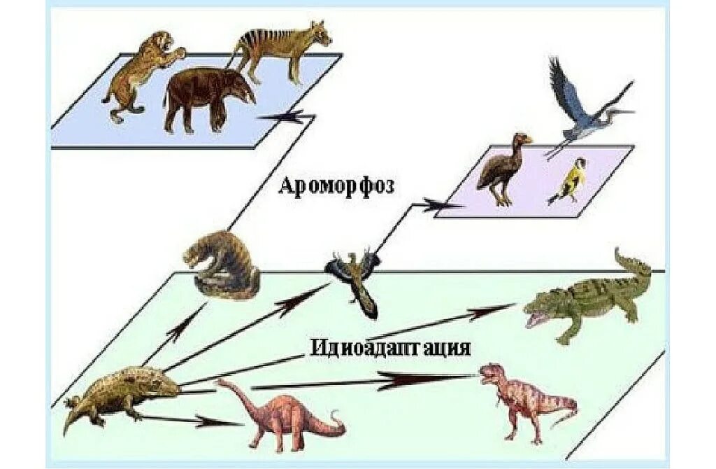 Ароморфоз адаптация. Ароморфоз и идиоадаптация. Эволюция идиоадаптация. Ароморфоз дегенерация. Эволюция животных.