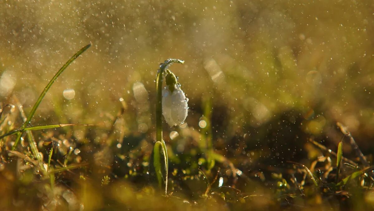 первый луч первый дождь по весеннему слушать. дождь весной. весна после дождя. дождь весной. весенний дождик.