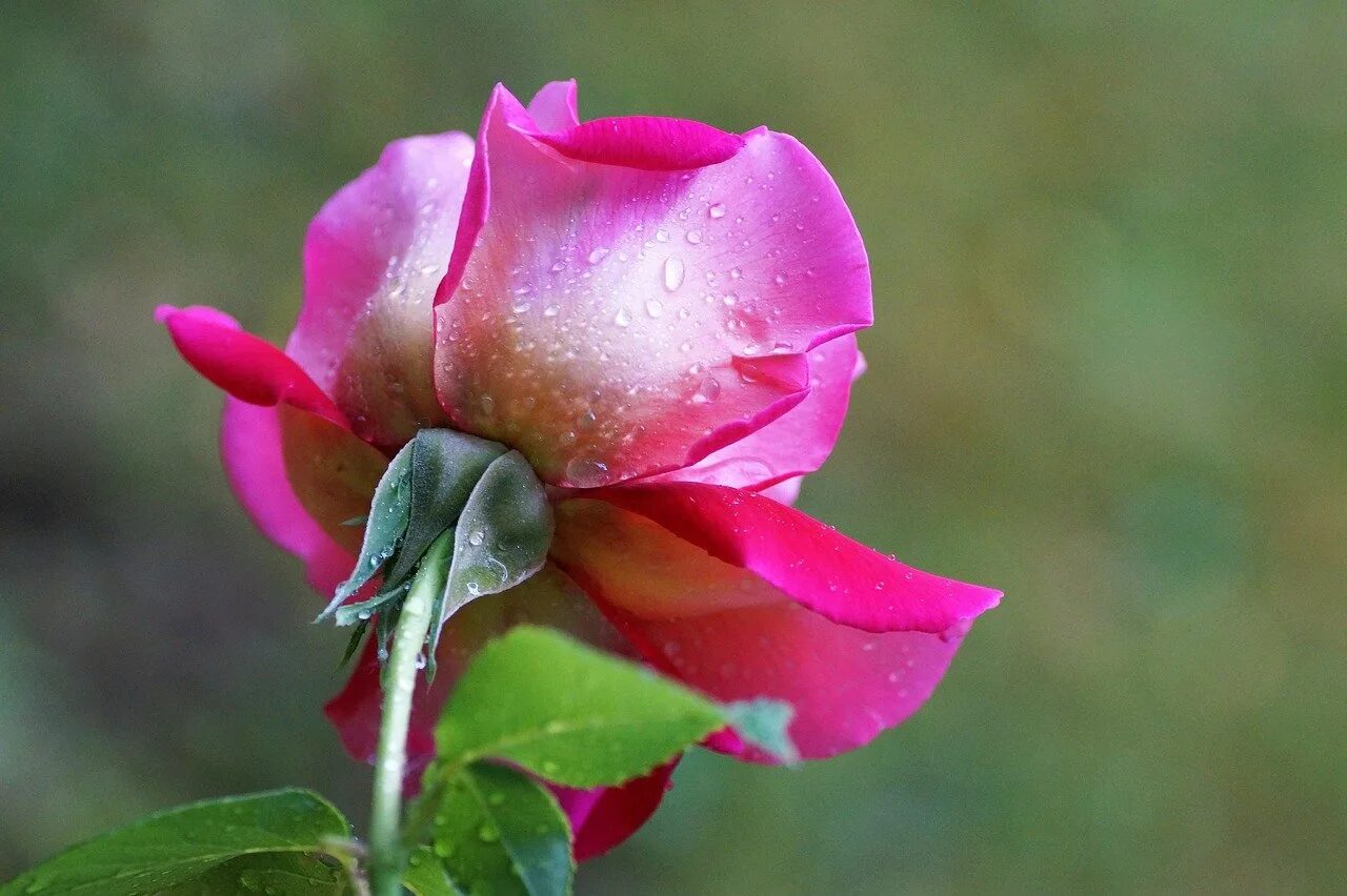 Чашелистик розы. Бутоны дамасской розы. Бутон розовой розы