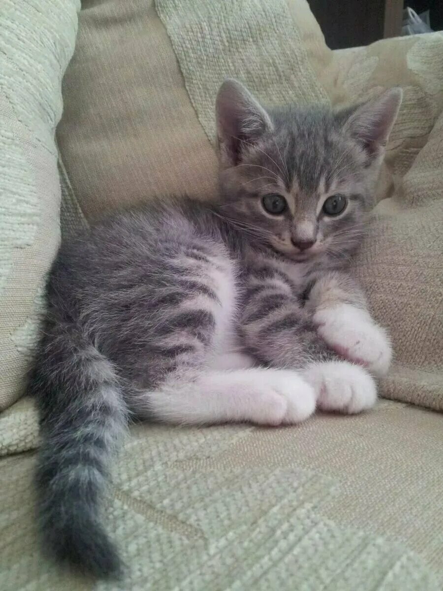 Котенка зовут пушок