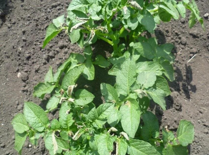 Какой лист у картофеля. Ботва помидор. листья картофеля. картофельная ботва. томаты с картофельными листьями.