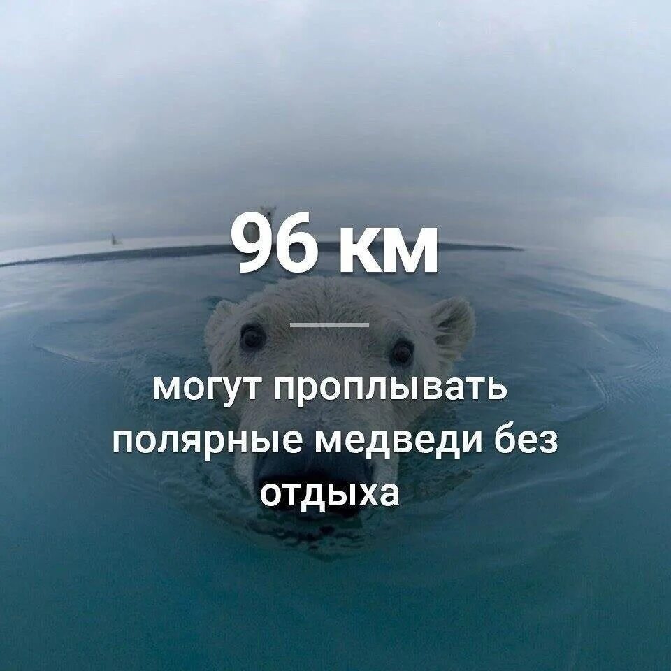 Факты прочих. Факты. невероятные факты. смешные научные факты. научные занимательные факты.