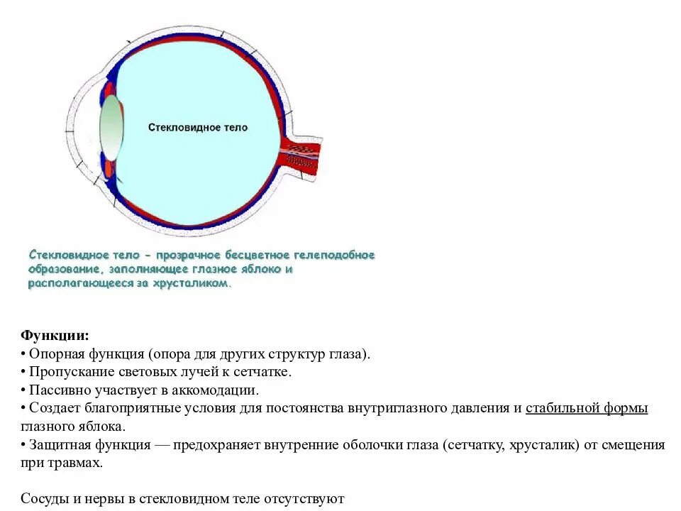 Хрусталик выполняет функцию