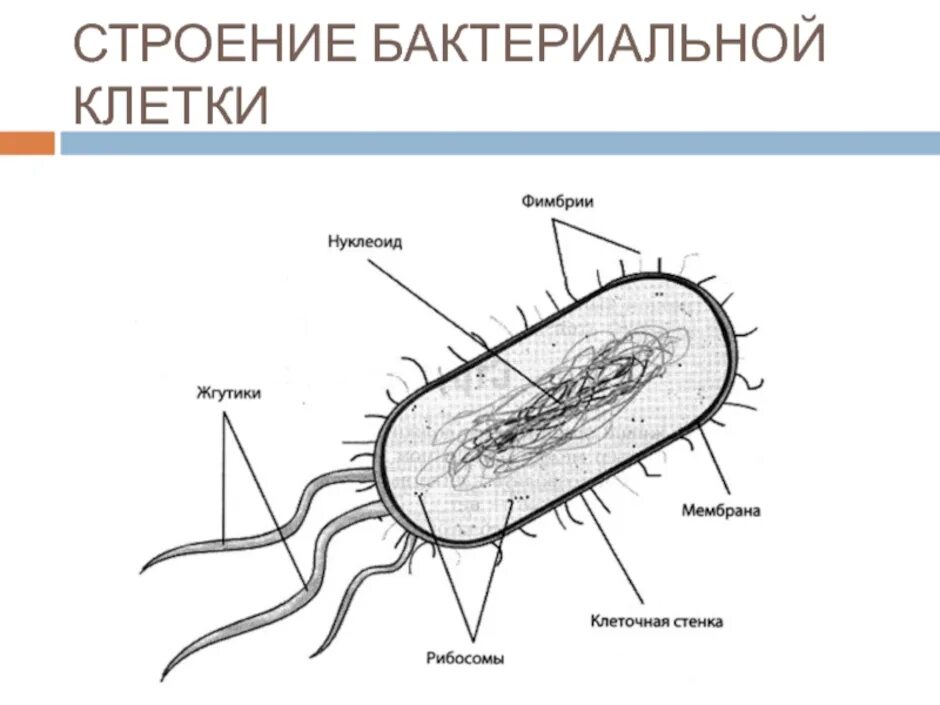 Строение клетки бактерии рисунок