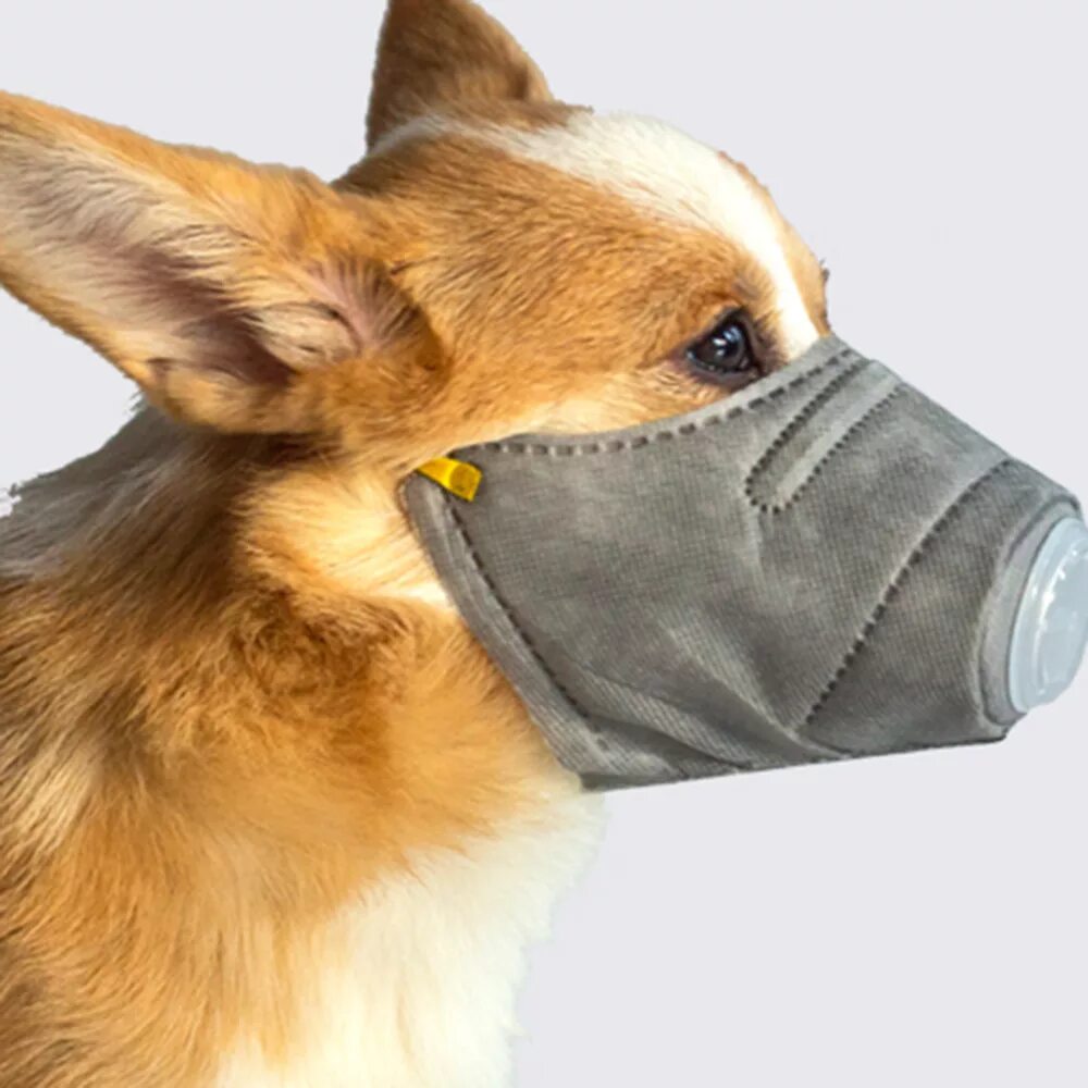 щенячий патруль персонажи зума. маска собаки раскраска. маска 5 щенок. маска 5 щенок. маска 5 щенок.