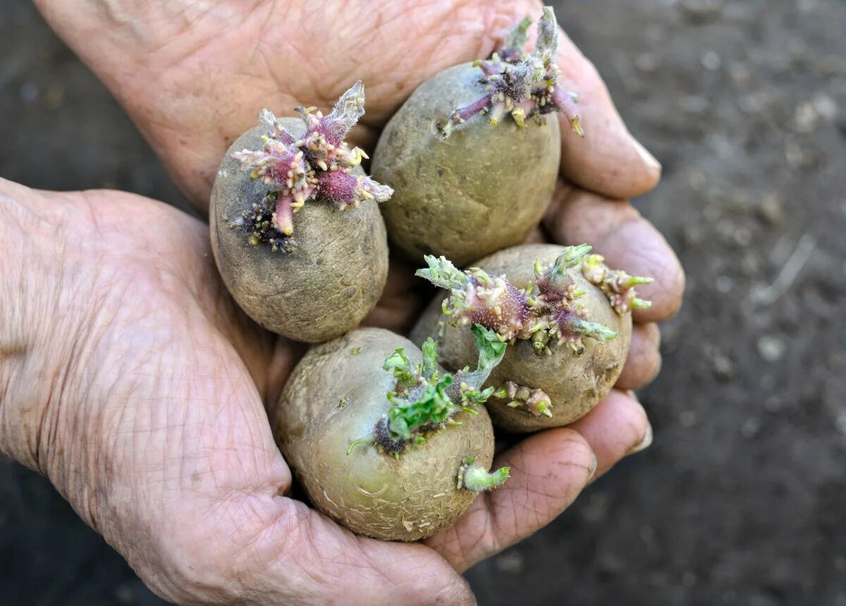 Вырастет ли картошка. Проросшая картошка. Посадка картофеля. Семенные клубни картофеля. Картошка с ростками.