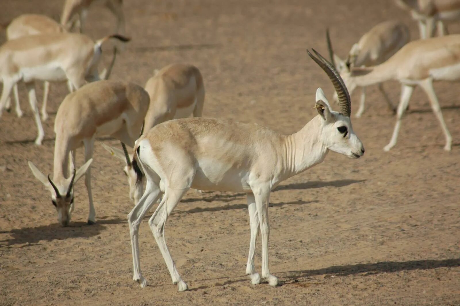 • Песчаная Газель (Gazella leptoceros). Антилопа Джейран. Туркменский Джейран. Степной Джейран.