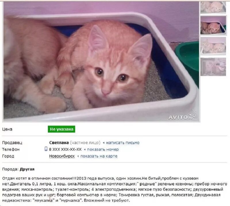 прикольные объявления на авито. объявление про кота. шуточные объявления о продаже котят. продам кота прикол. авито объявление отдам котенка.