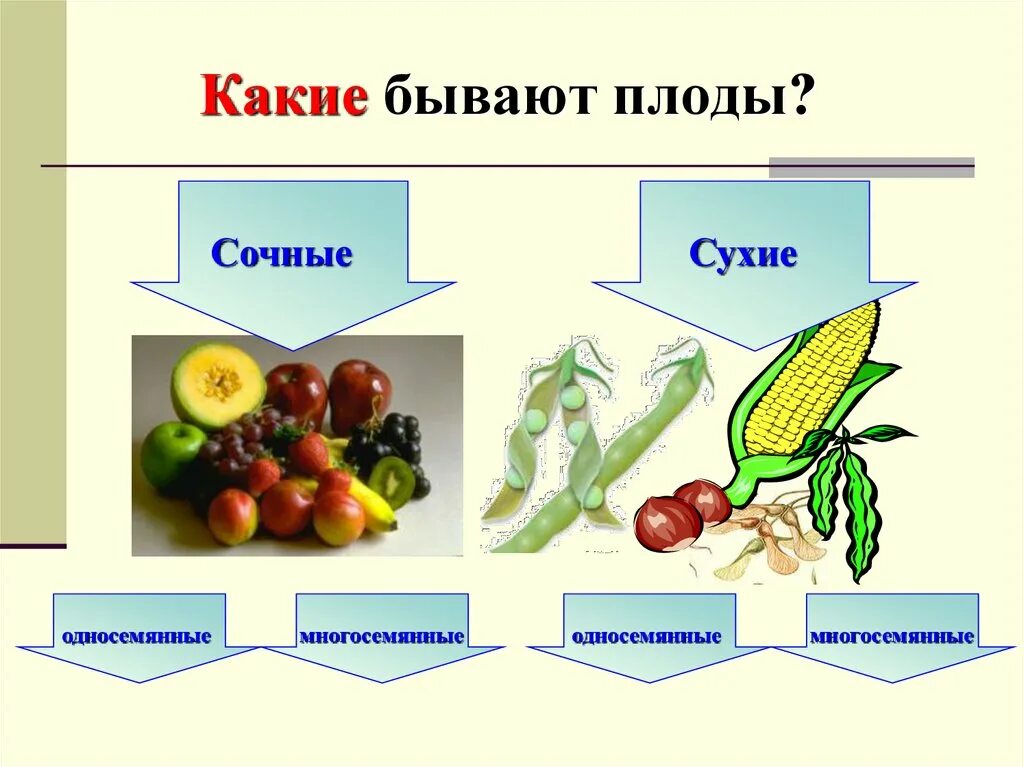 Напиши какие бывают. Сухие и сочные плоды биология 6 класс. Какие бывают плоды. Какие бывают плоды сухие и сочные. Презентация на тему плоды.